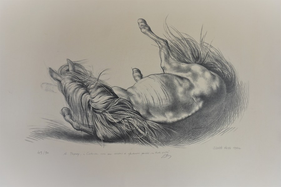 Akos SZABO (1936) [Tchèque]. Cheval roulant. Lithographie numérotée 49/90 signée et datée 1984 et dédicacée au crayon. 50 x 66 cm.