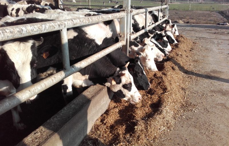 Vente Cheptel Vaches laitières Prim'Holstein le 23 Mars 2018 par Caen Encheres