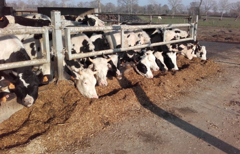 Vente Cheptel Vaches laitières Prim'Holstein le 23 Mars 2018 par Caen Encheres